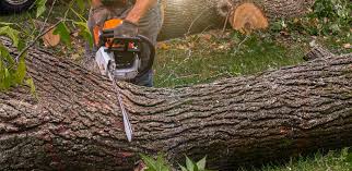 Best Tree Health Inspection  in Silver Lake, NC