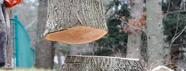 Best Tree Risk Assessment  in Silver Lake, NC