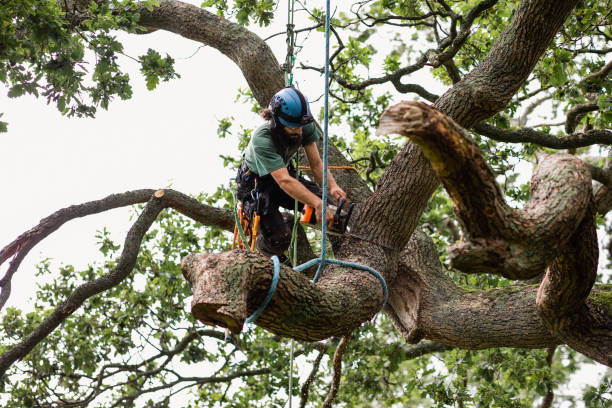 Best Hedge Trimming  in Silver Lake, NC