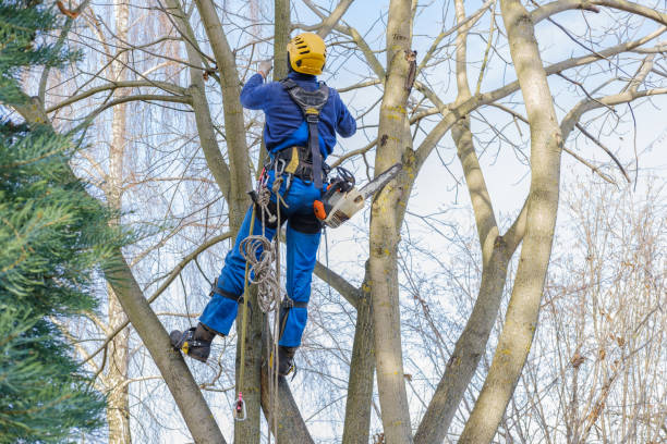 Best Stump Grinding and Removal  in Silver Lake, NC