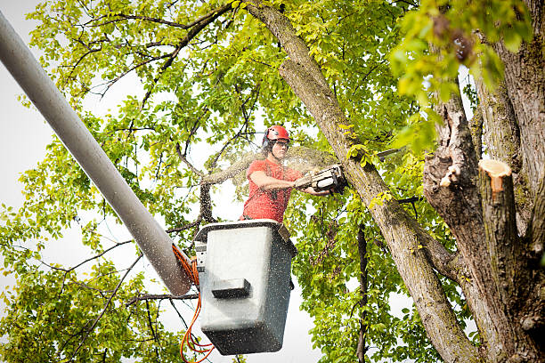 Best Tree Maintenance Programs  in Silver Lake, NC
