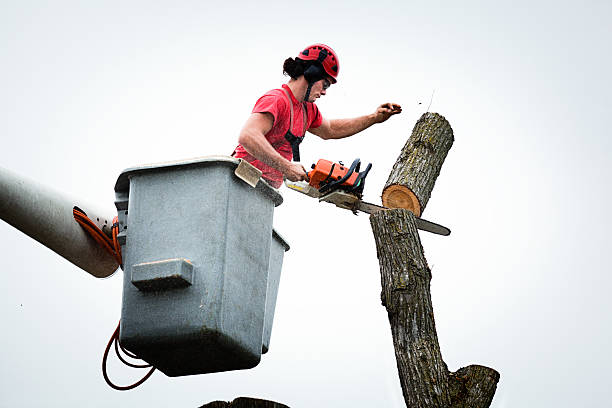 Best Tree Removal  in Silver Lake, NC