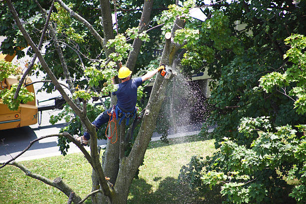 Best Tree Maintenance Programs  in Silver Lake, NC